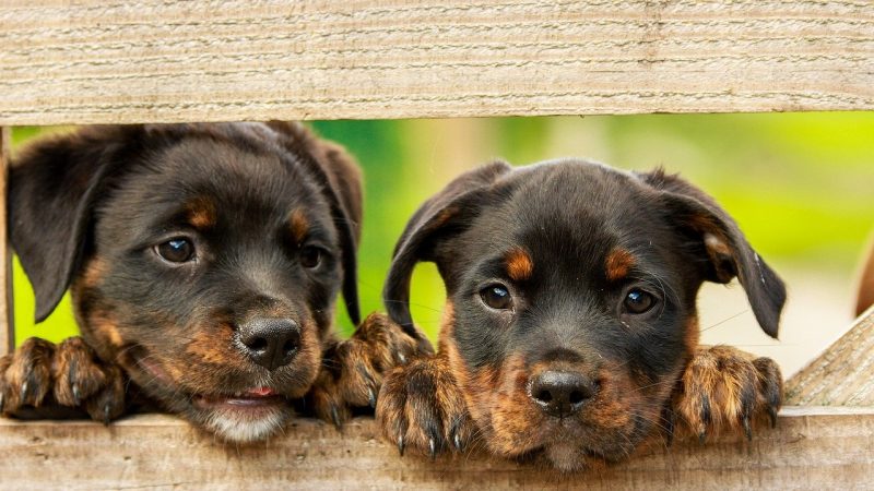 rottweiler, puppy, dog-1785760.jpg